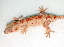 Rhacodactylus auriculatus